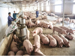 Price of pigs falls too deeply, millions of breeders to face difficulties
