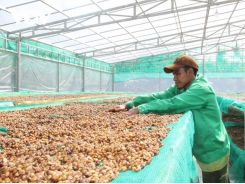 Vietnam’s coffee industry must change to integrate internationally
