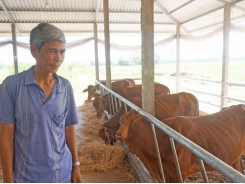 Hi-tech application in feeding cows brings efficiency