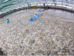 Long An- Earn more than 100 million dong from 1ha of hitech shrimp farm