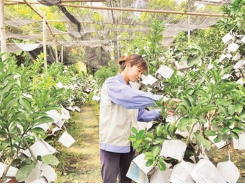 Hà Nội’s agriculture strives to achieve growth target