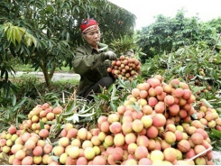 Viet Nam fruit, vegetable exporters need to be on top of Chinese policy changes: conference