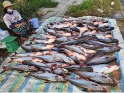 Tra fish famers, exports hit hard by Covid-19 pandemic