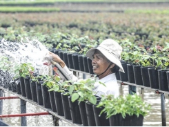 Cửu Long River Delta prepares flowers for upcoming Tết