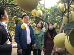 Hanoi to spend $10.7m on developing special pomelo varieties