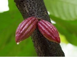 Chống stress sốc nhiệt cho tôm bằng pectin từ vỏ quả cacao