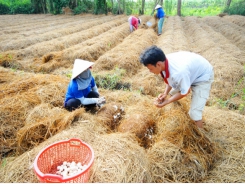 Tận dụng rơm rạ, mang lợi ích kép