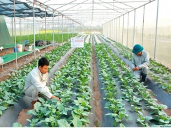 Vietnam and international partners boost cooperation on agriculture