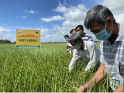 Canh tác lúa thông minh giải nhiều bài toán cho ngành lúa gạo