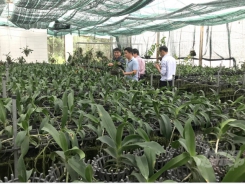 Biotechnology helps to conserve rare orchid genes