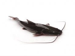 Mô hình nuôi cá lồng lăng đen cho hiệu quả cao