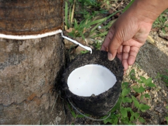 Rubber exported from Vietnam to India nearly double in value