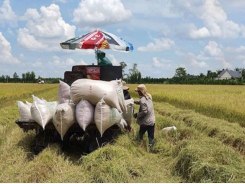 Mekong Delta has some 2.5 million tons of rice left for export