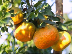 Massive planting of orange trees should be minimised - Deputy Minister