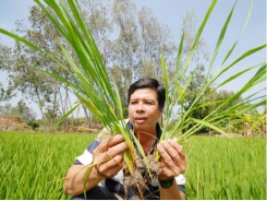 Sử dụng chế phẩm sinh học tiết kiệm 20% lượng phân bón cho lúa