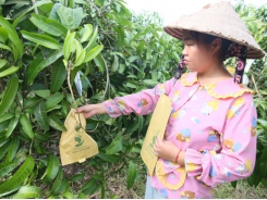 High income with Thai jackfruit and Taiwanese mango on hilly land