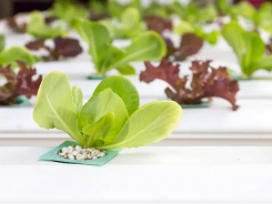 How to grow hydroponic lettuce - Instructions and plant care tips