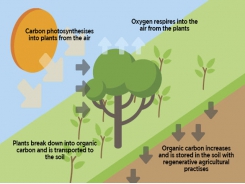 Carbon farming opportunities beckon farmers
