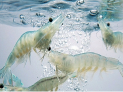 Sự hiện diện vi bào tử trùng (EHP) trong nước nuôi tôm và cách xử lý