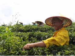 Developing organic farming in Cao Bang Province’s Phja Den Mountain