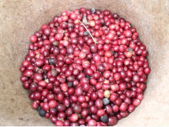 Coffee landscape model benefits farmers