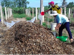 Utilizing old dragon fruit branches to compost bio-organic fertilizer