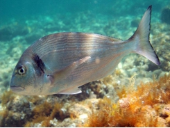 Một loại nấm men mới tăng khả năng miễn dịch mạnh mẽ trên cá