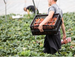 ‘All my friends went home’: a fruit picker on life without EU workers