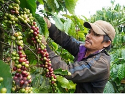 Vietnam’s coffee export predicted to grow higher