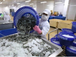 Shrimp farming gradually recovers in the Mekong Delta, exports remain robust