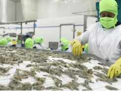 Global shrimp productivity will continue to rise in 2022