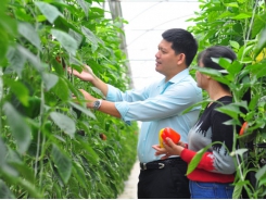 Vietnam consults world experience on green agriculture development