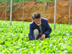 Flower and vegetable production in Da Lat gear up for year-end demand