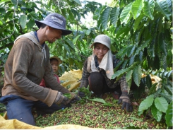VnSAT promotes the value chain of sustainable coffee production