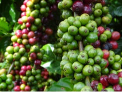 VnSAT has a far-reaching effect on coffee industry in Central Highlands