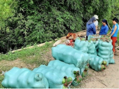 Most 5,000 tonnes of Ba Be fragrant winter melon are sold out