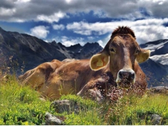 Connecticut's largest dairy farm taps into energy markets with a plentiful supply of cow