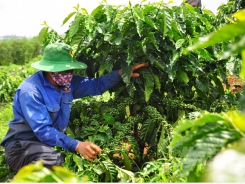 VnSAT Lam Dong province actively supports coffee farmers