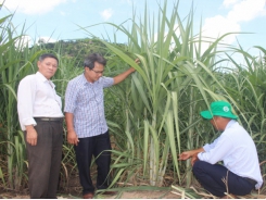 Reclaiming the position of sugar cane plant