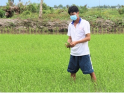 Elevating rice and mango value chains in six Mekong Delta provinces