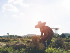 Thailand start-up says it’s boosting crop yields with app for farmers