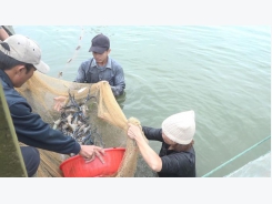 Mô hình nuôi tôm càng xanh nước ngọt ở Triệu Trung đem lại hiệu quả cao