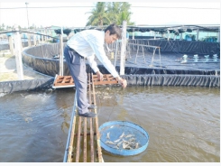 Quảng Nam tạo lực đẩy cho nghề nuôi tôm