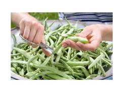 Đậu Cô – Ve Lùn Hạt Trắng