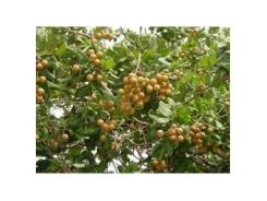 Kỹ Thuật Trồng Nhãn Hiệu Quả