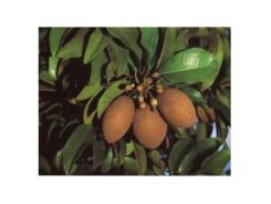 Kỹ Thuật Bón Phân Cho Cây Sapo