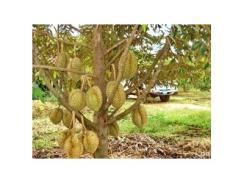 Kỹ Thuật Trồng Sầu Riêng Công Nghệ Cao