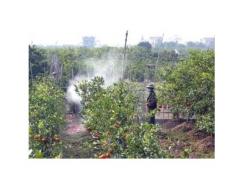 Cách Thiết Kế Vườn Để Trồng Bưởi