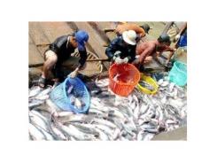 Giá Cá Tra Tăng Vọt Lên 24.000 Đồng/kg