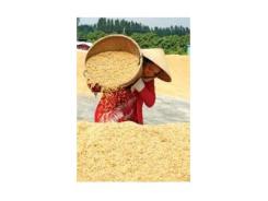 Đề Xuất Mua Tạm Trữ Để “Cứu” Giá Lúa